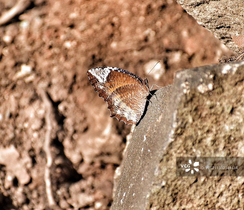 岩石上的蝴蝶特写图片素材