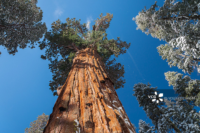 美国加利福尼亚州晴朗蓝天下树木的低角度视图图片素材
