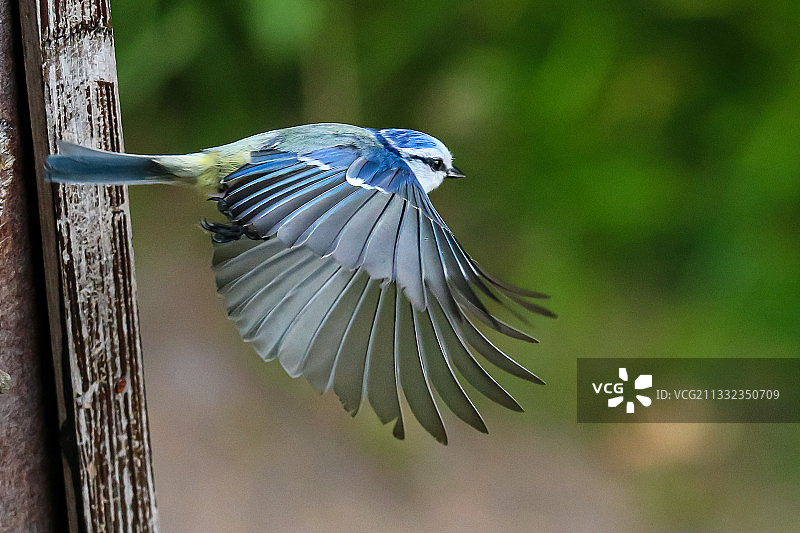 户外飞行的鸣䴓特写图片素材