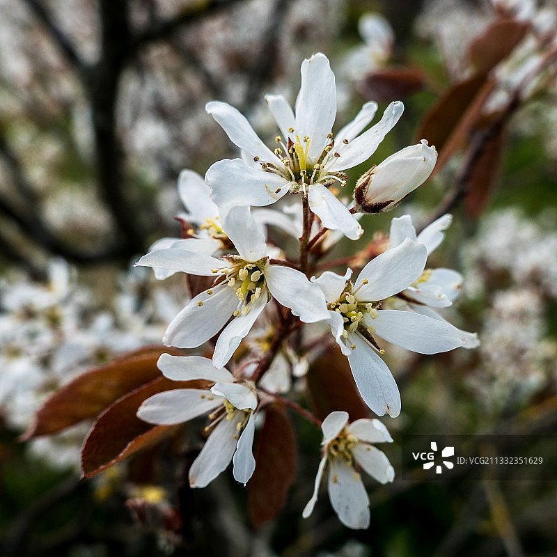特写的白色樱花在春天图片素材