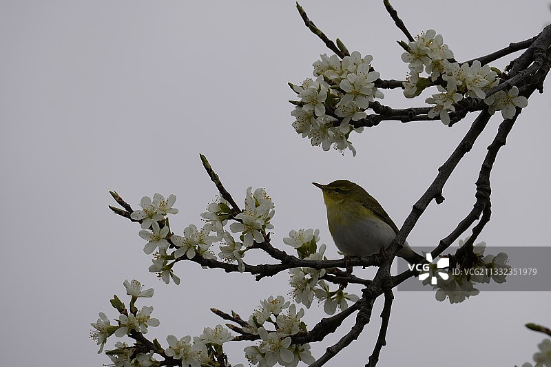 低角度拍摄的暗绿绣眼鸟栖息在树上图片素材