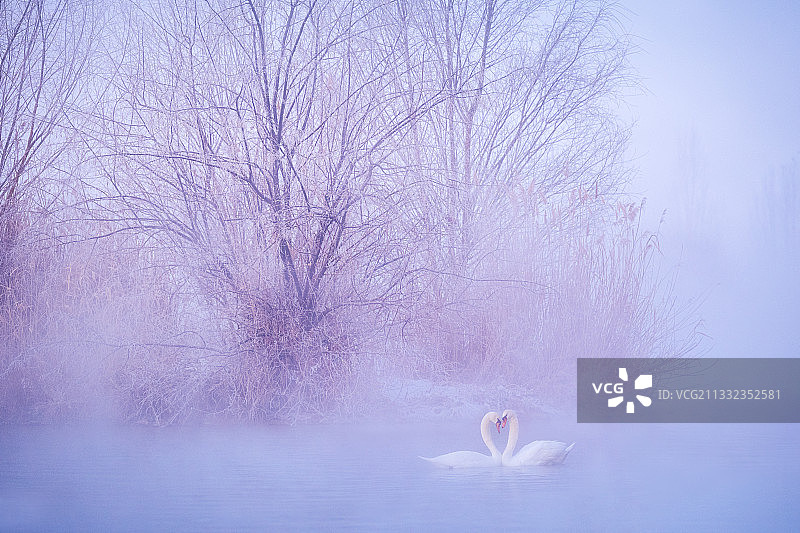 新疆伊宁天鹅湖图片素材