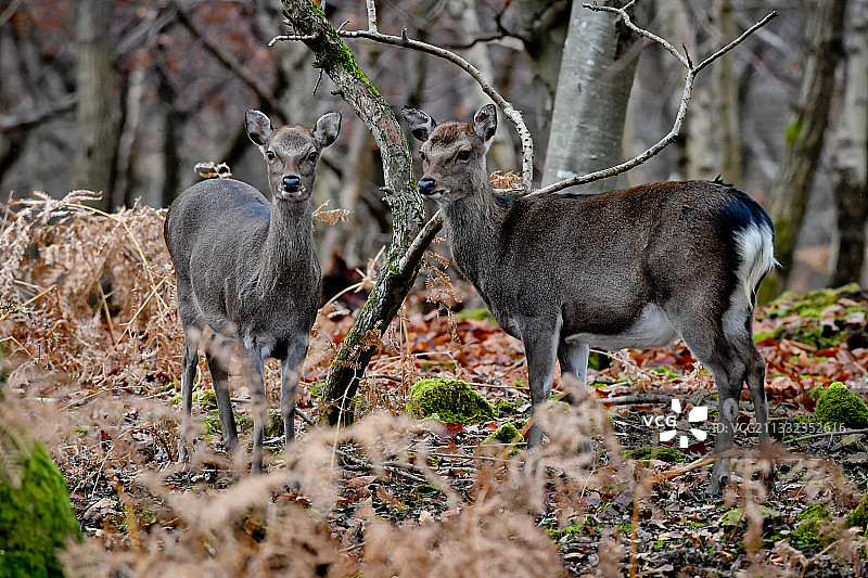 两只站在田野里的狍子图片素材