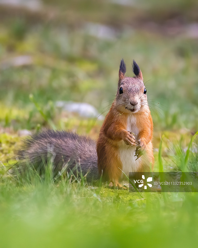 芬兰：草地上的松鼠特写图片素材