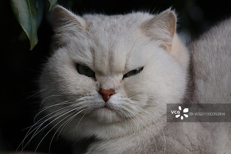 猫的特写肖像，英国图片素材
