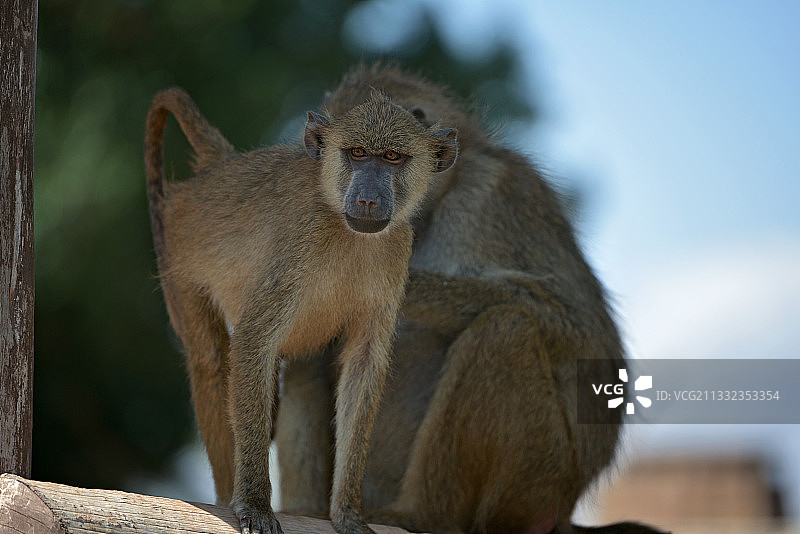 狒狒特写，坐在挡土墙上，肯尼亚安博塞利国家公园图片素材
