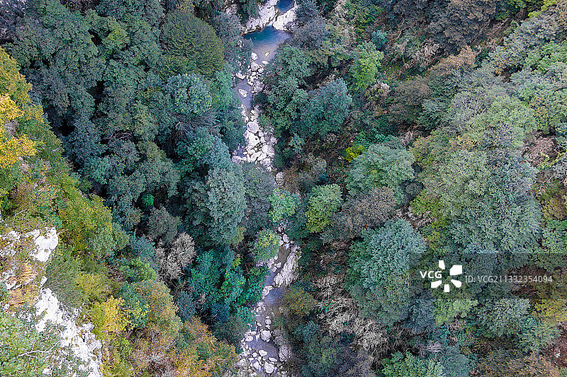 佐治亚州道奇县森林中的树木高角度景观图片素材