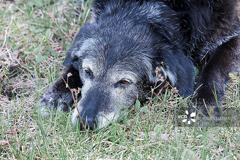田野上的小狗特写图片素材