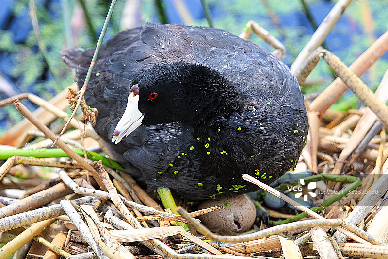 骨顶鸡栖息在田野上特写图片素材