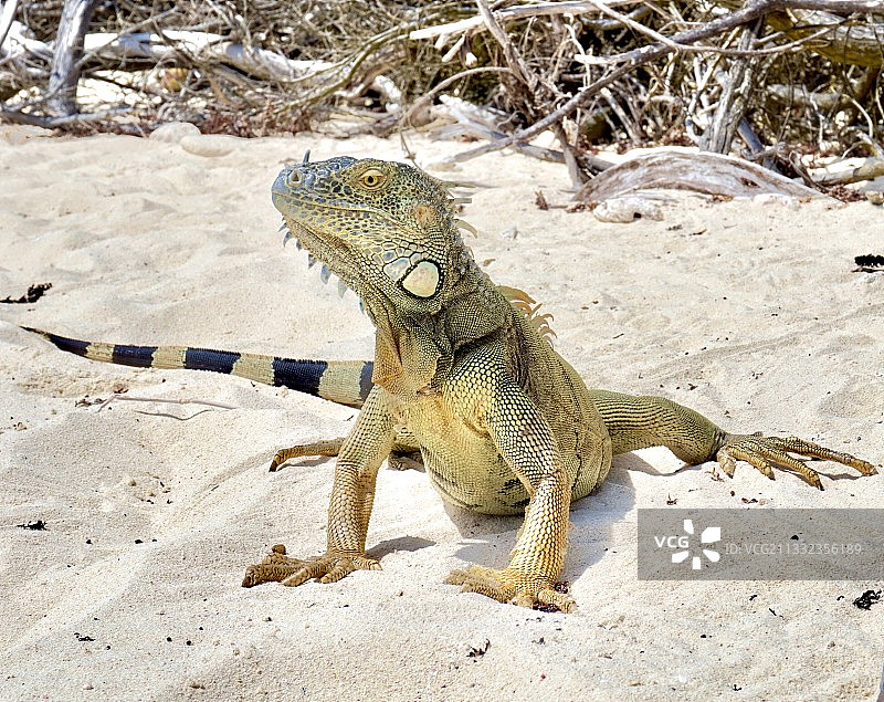 圣安德烈斯和普罗维登西亚海滩沙滩上鬣蜥的特写图片素材