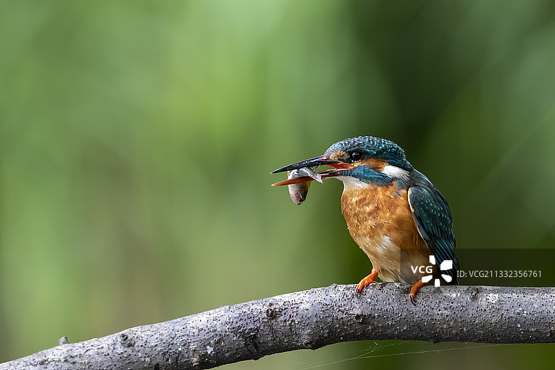 翠鸟，荷兰图片素材