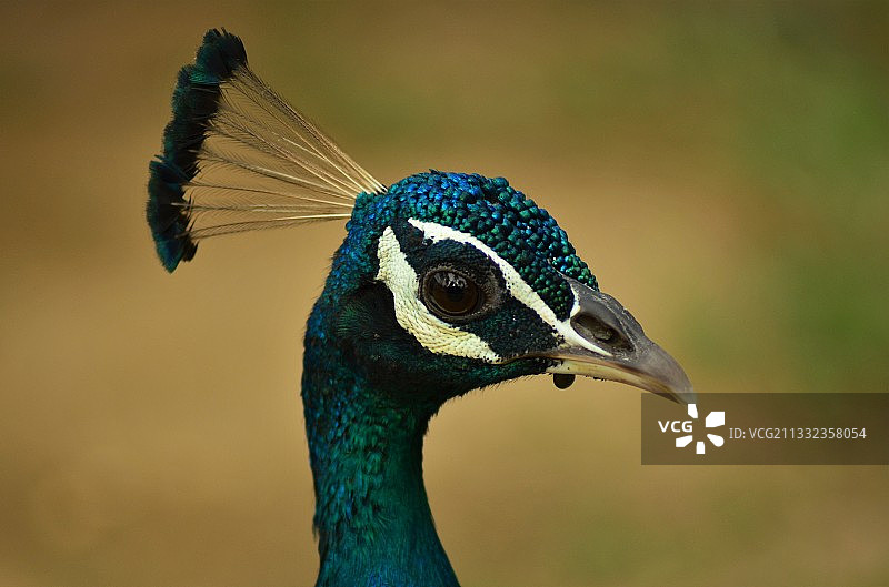 特写的孔雀图片素材