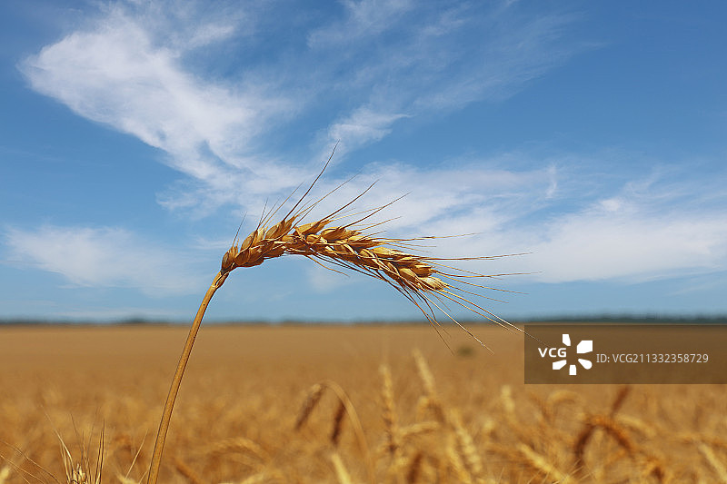 这是小麦在天空中生长的特写图片素材