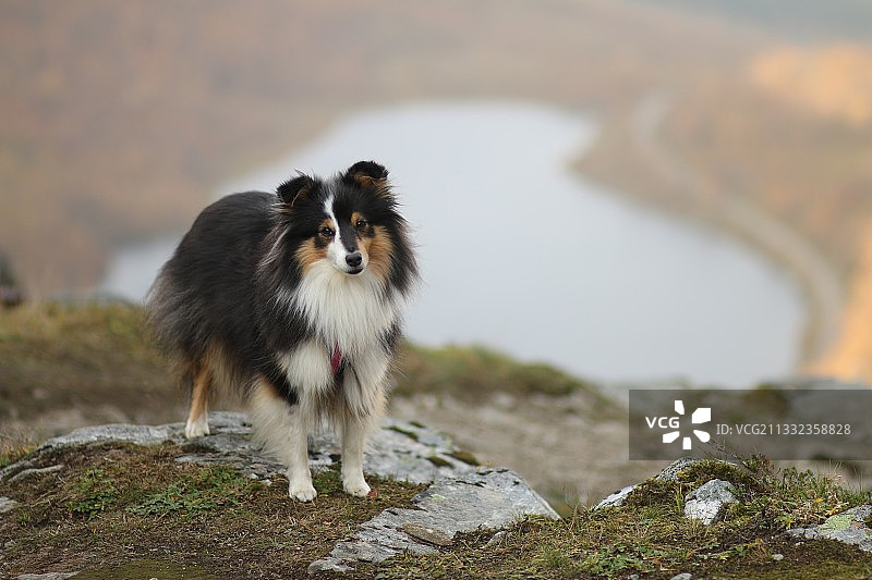 挪威海勒叙尔特岩石上的设得兰牧羊犬特写图片素材