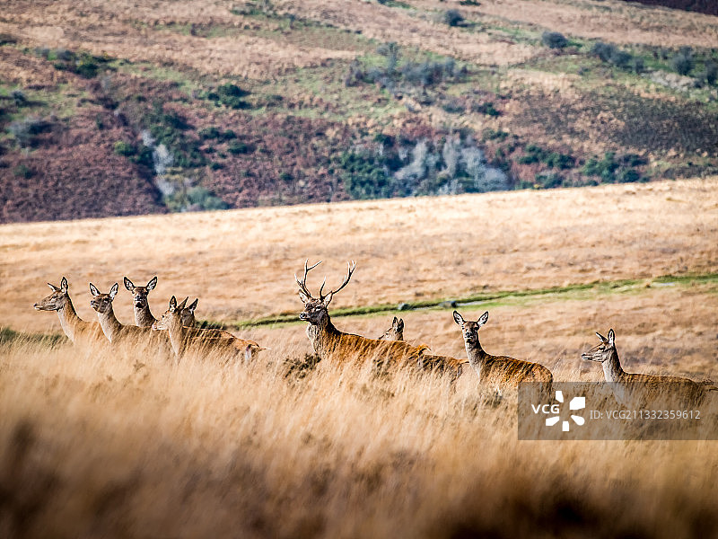 英国矿山黑德田野上的鹿俯视图图片素材