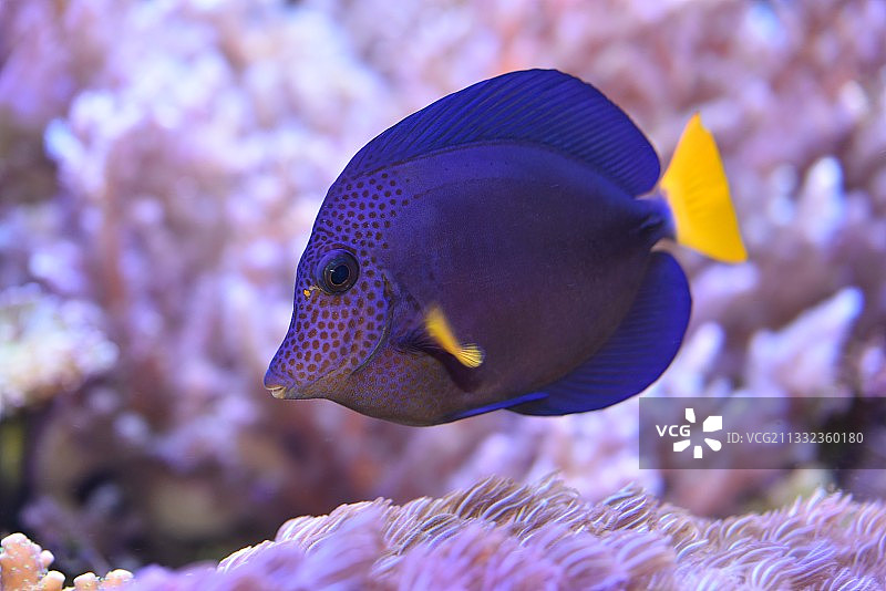 在水族馆中畅游的咸水热带鱼特写图片素材