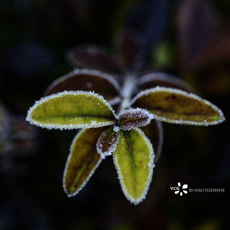 伊朗马尔卡齐省阿拉克市冰冻植物特写图片素材