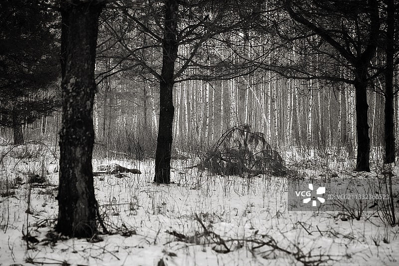 冬天森林里的树木图片素材