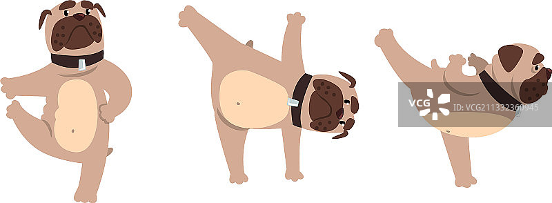 斗牛犬做瑜伽，有趣的宠物狗图片素材