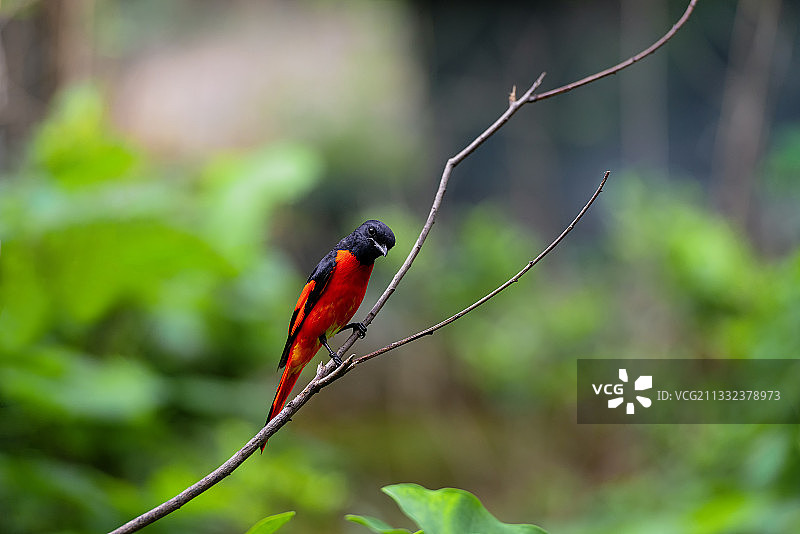 长尾山椒鸟图片素材