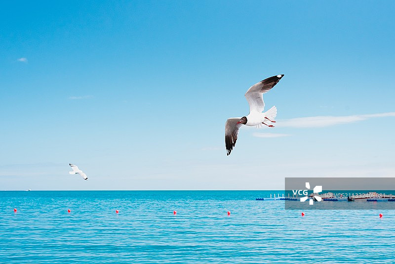 青海湖的鸥图片素材