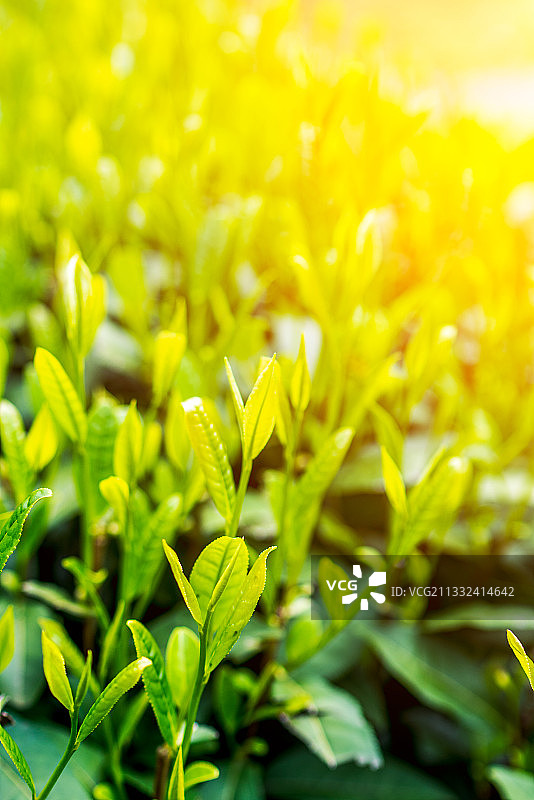 太平猴魁图片素材