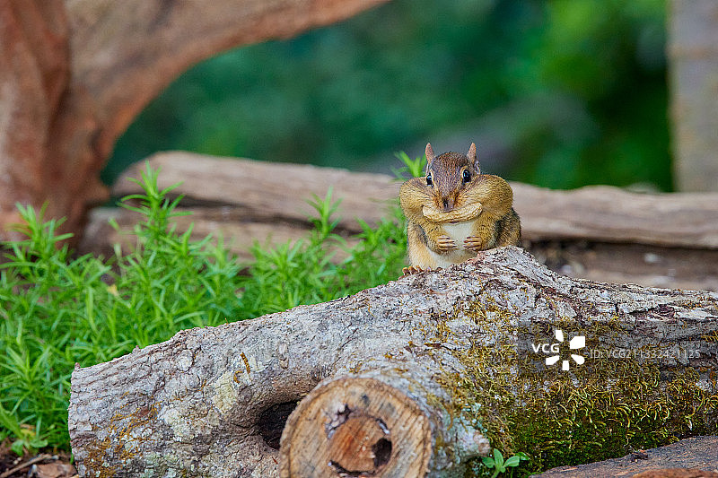 东花栗鼠图片素材