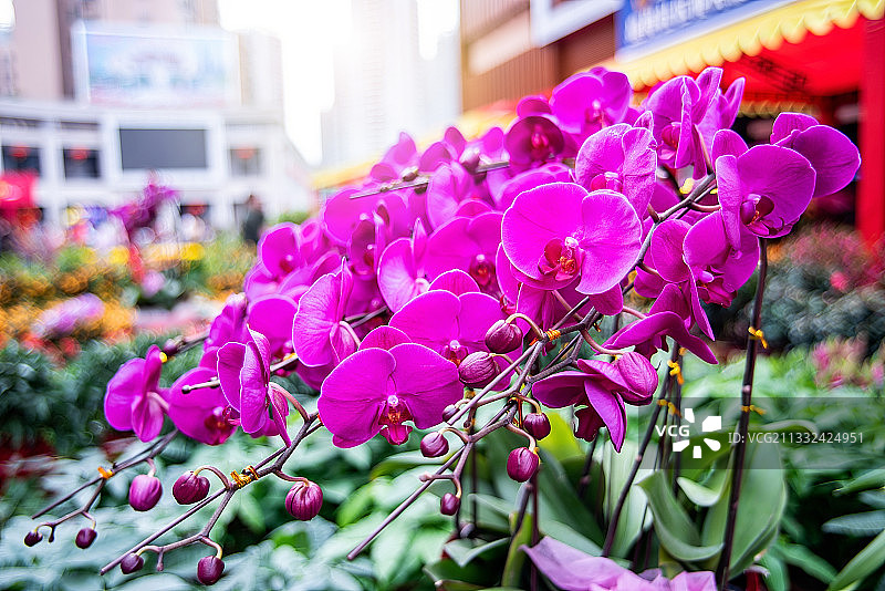 春节广东省迎春花市的蝴蝶兰花图片素材
