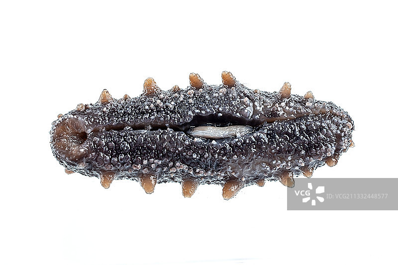 泡发的湿海参图片素材