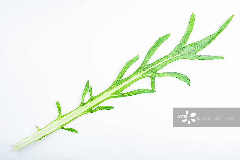 新鲜的苦麦菜图片素材