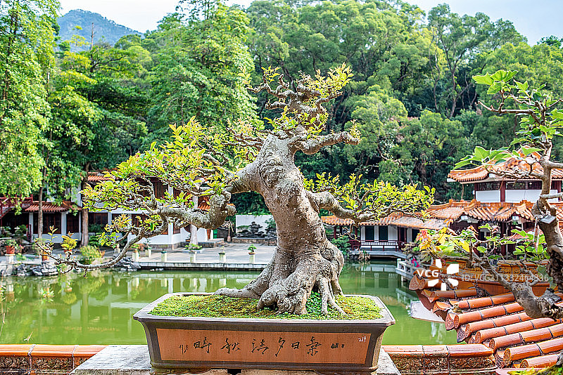 深圳仙湖植物园盆景园的园林盆景图片素材