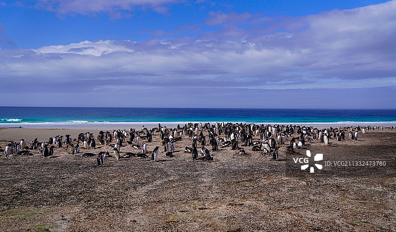 企鹅天堂—桑德斯岛图片素材