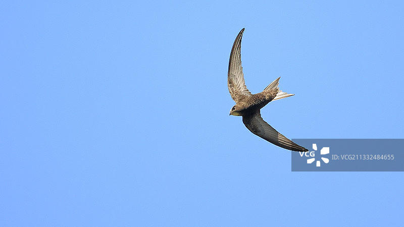 普通楼燕图片素材