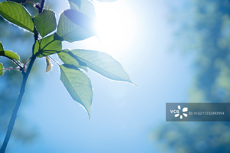 逆光下的树叶图片素材