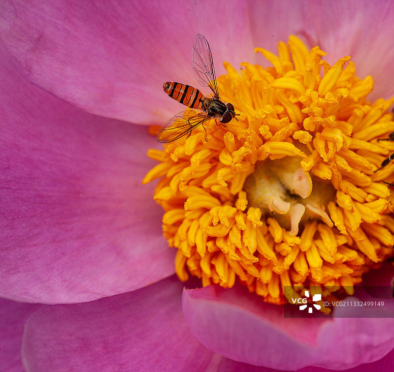花蕊中的蜜蜂微距特写图片素材