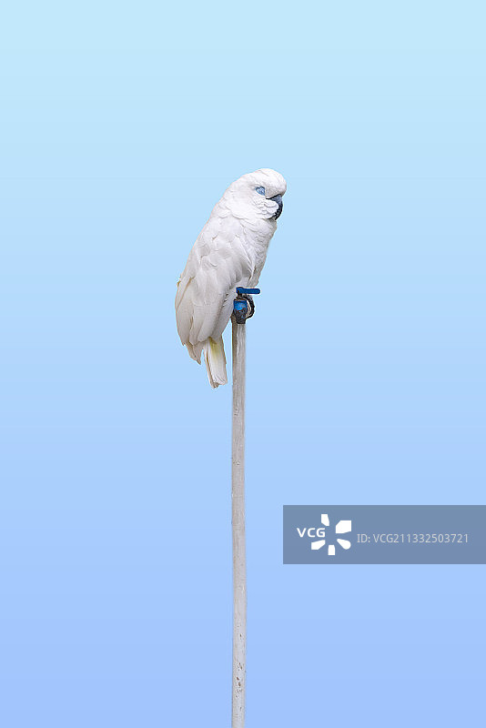 一只站在郑州动物园的水龙头上闭目养神的白色鹦鹉图片素材