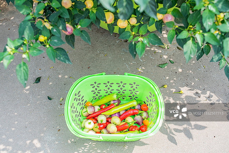 在农场采摘的五彩辣椒图片素材