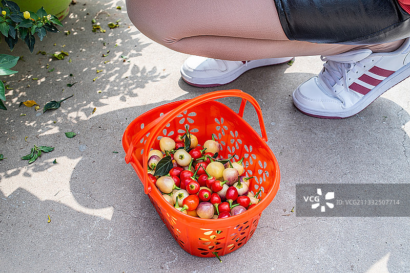 在农场采摘的五彩辣椒图片素材