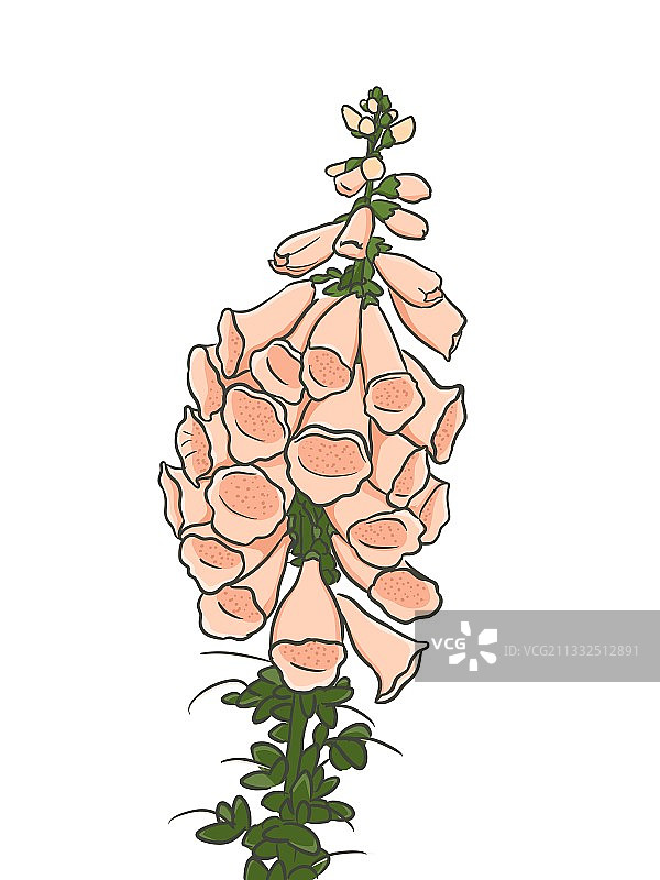 毛地黄图片素材