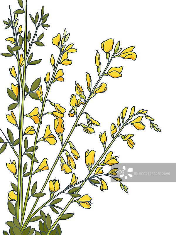 小金雀花图片素材