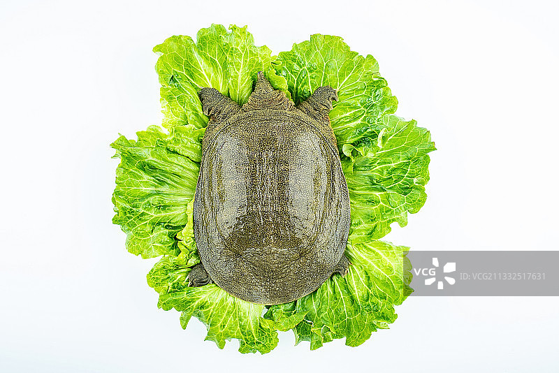 一只新鲜甲鱼在生菜叶片上图片素材