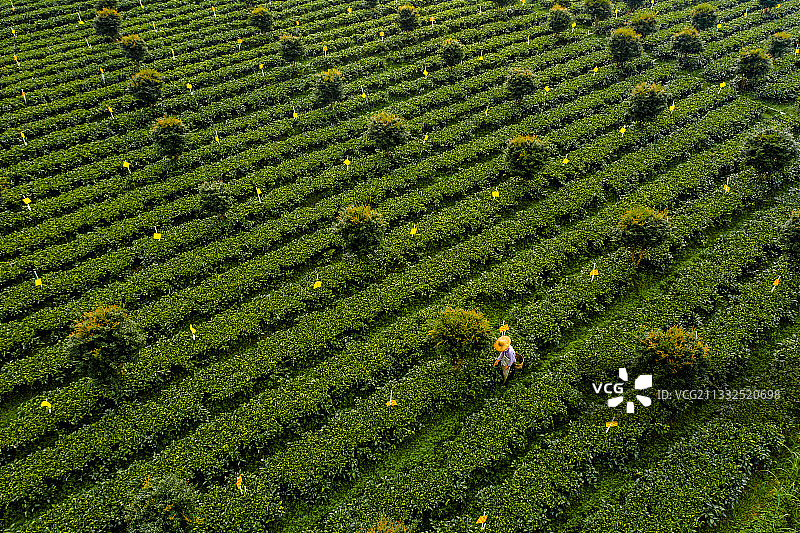 中国广东省清远市英德市黄花镇英德红茶茶园图片素材