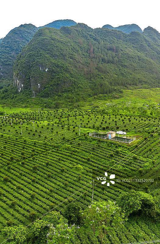 中国广东省清远市英德市黄花镇英德红茶茶园图片素材