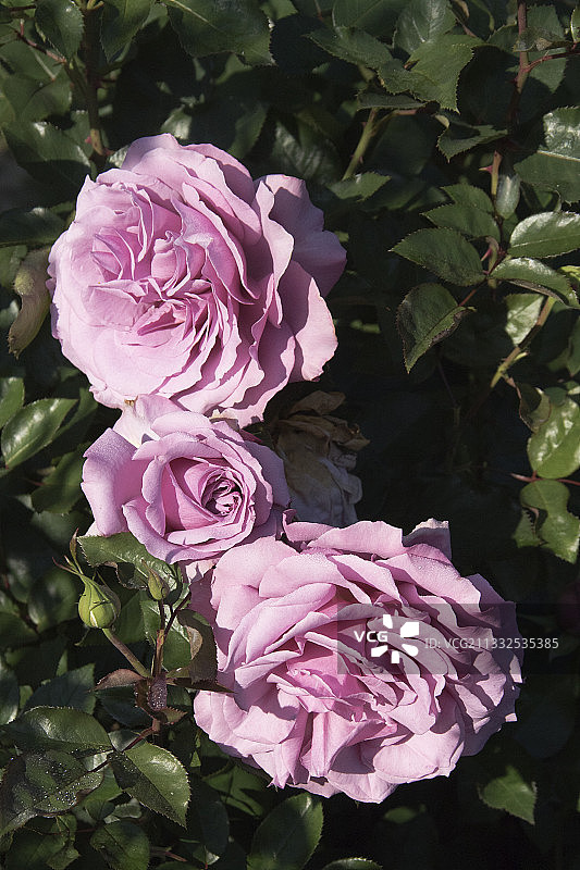 国际玫瑰试验园中的玫瑰花图片素材