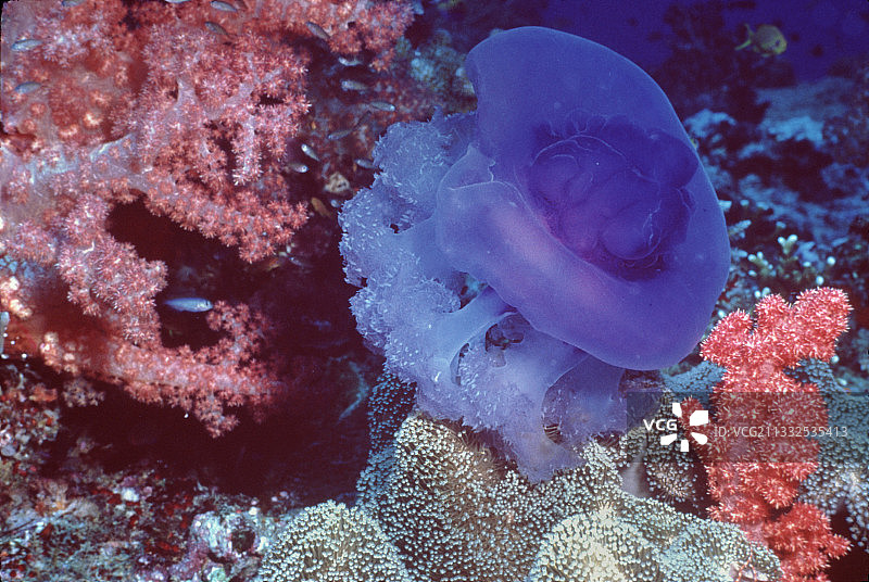 皇冠水母与软珊瑚图片素材