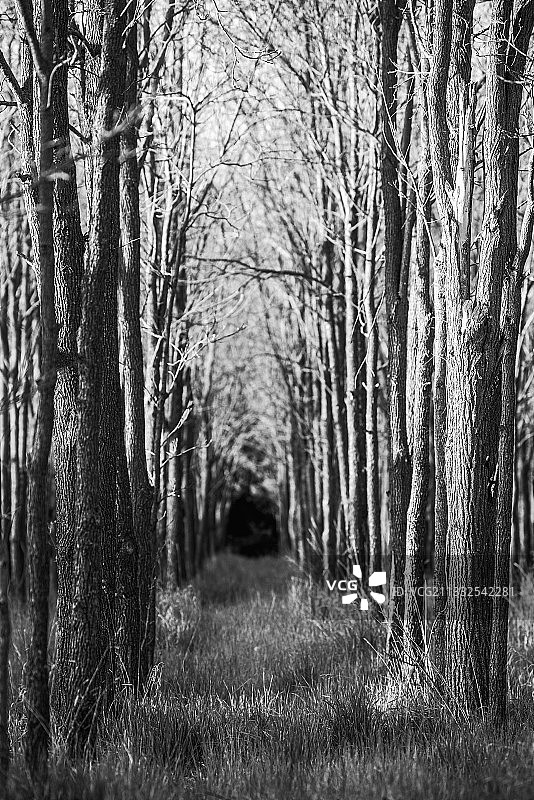 黑胡桃树图片素材