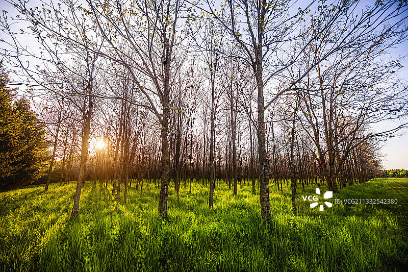 黑胡桃树图片素材