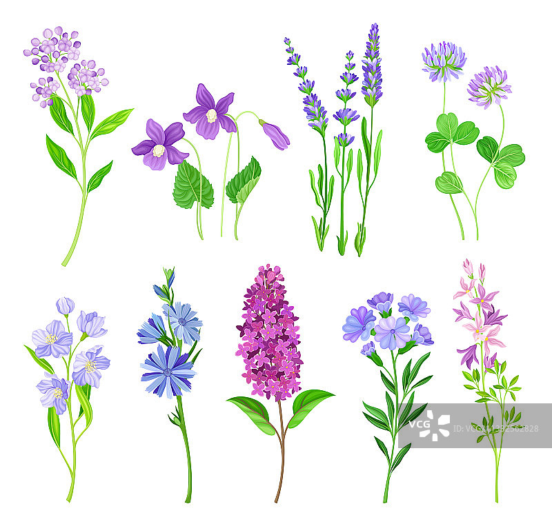 绿色茎上的蓝色和紫色花朵图片素材