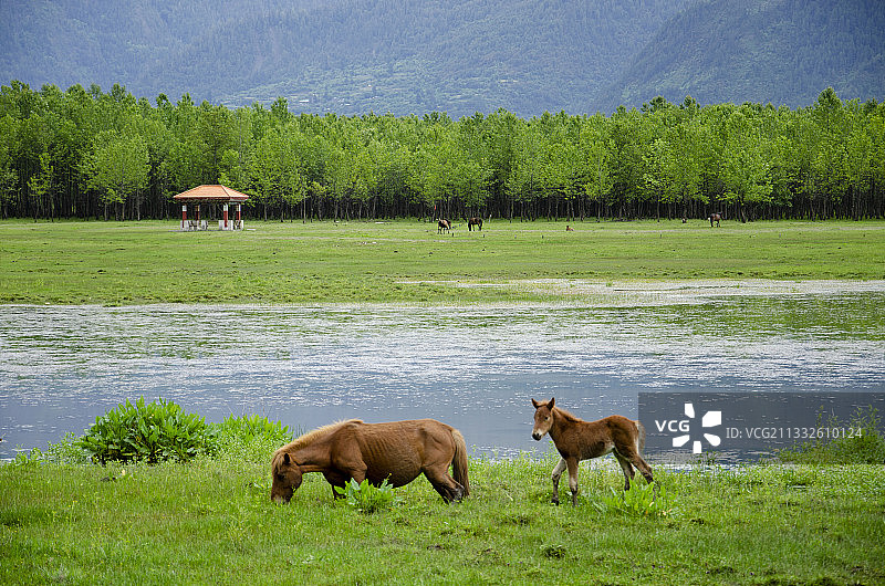 小马驹和妈妈图片素材