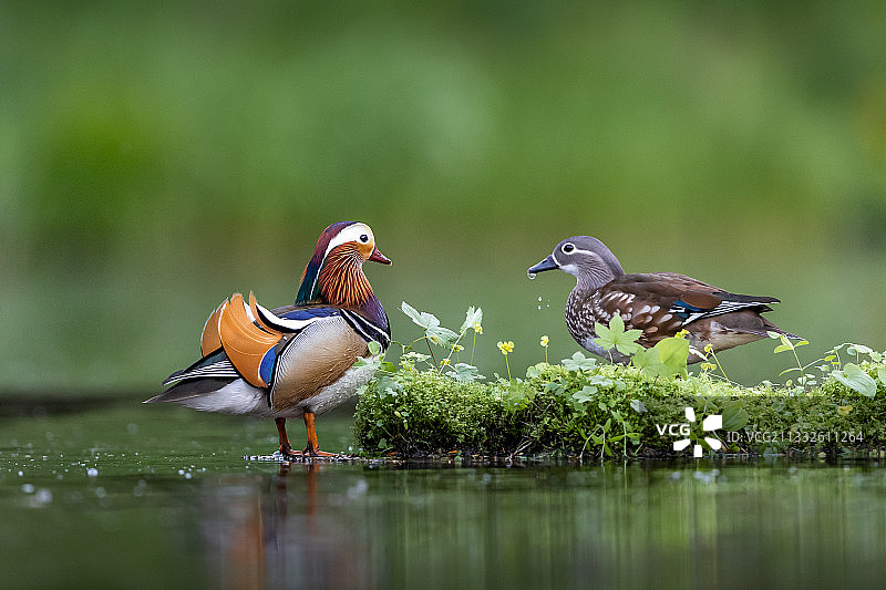 鸳鸯戏水图片素材